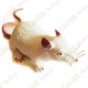 Cache "Inseto magnética" - Rato branco