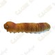 Cache "insect" - Brown Medium worm