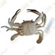 Cache "insect" - Bleu crab