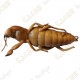 Cache "insect" - Cockroach